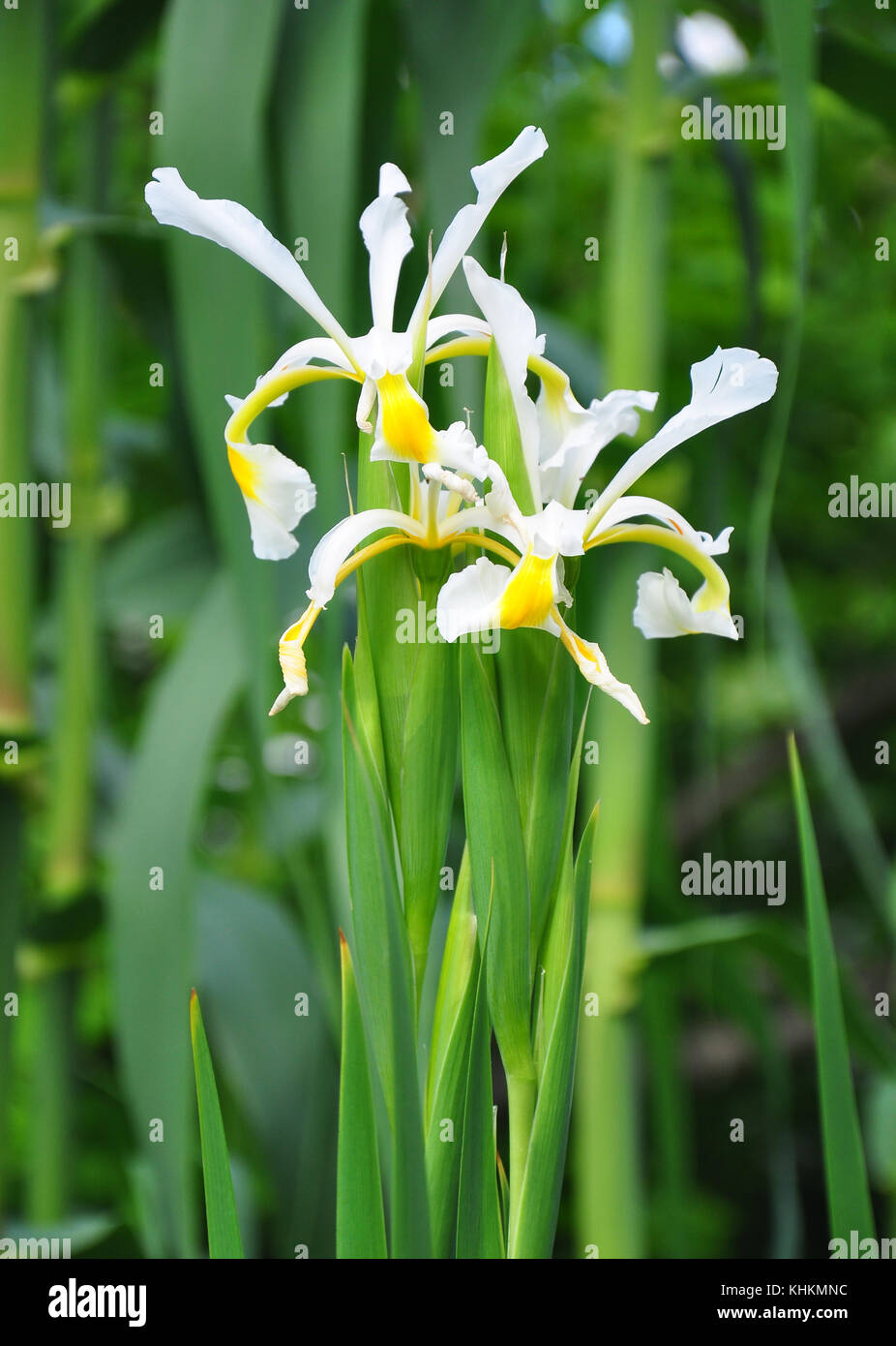 Oriental iris (Iris orientalis) Stock Photo