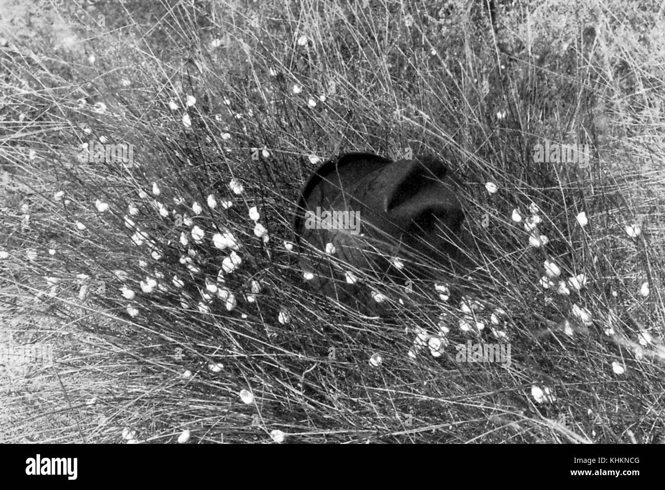 A photograph that shows tall grass being climbed by snails, the snails in the picture are edible and eaten in the region, the hat was placed in the frame to provide a reference point for the viewer to judge the size of the snails, Camargue, France, July, 1922. Stock Photo