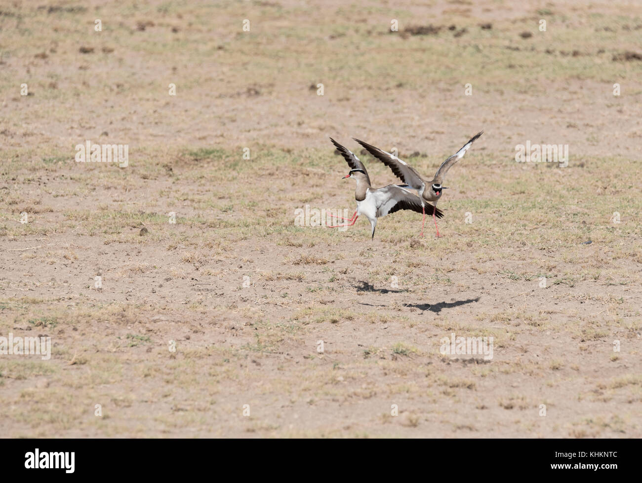 Interaction between two Crowned Lapwings/Plovers (Vanellus coronatus