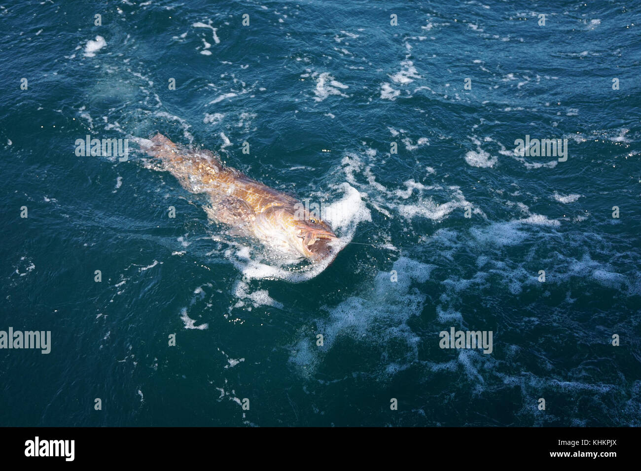 Lingcod Catch - West Coast, BC Stock Photo - Alamy