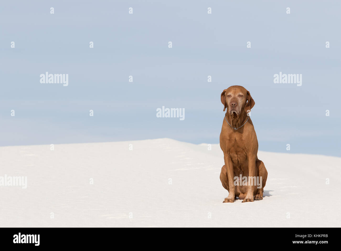 dog in White Sands New Mexico Stock Photo Alamy