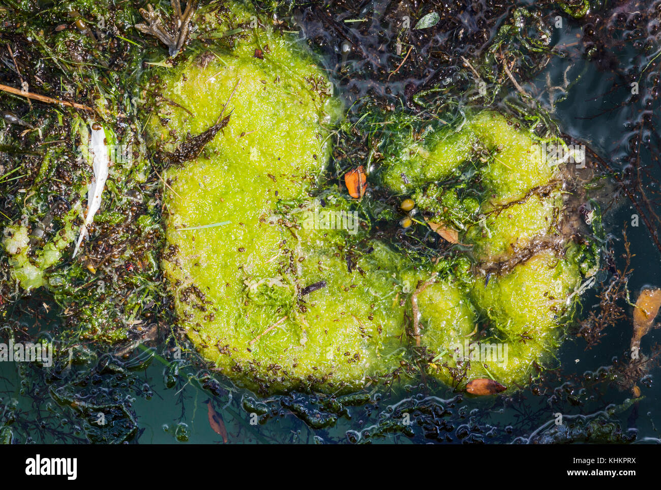 Yarmouth harbour, Isle of Wight, Hampshire, England with abstract of algae and scum floating on the water at  2017 harbourside Old Gaffers Festival Stock Photo