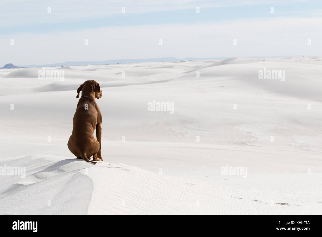 dog in White Sands New Mexico Stock Photo Alamy