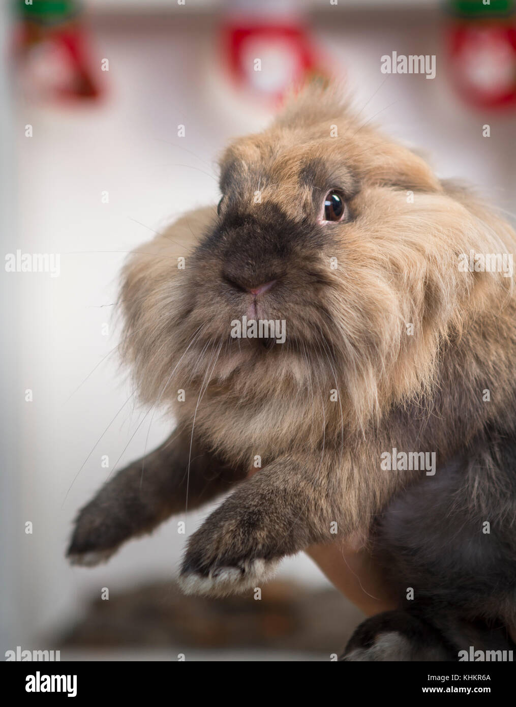 Closeup portrait of a pretty decorative rabbit Stock Photo - Alamy
