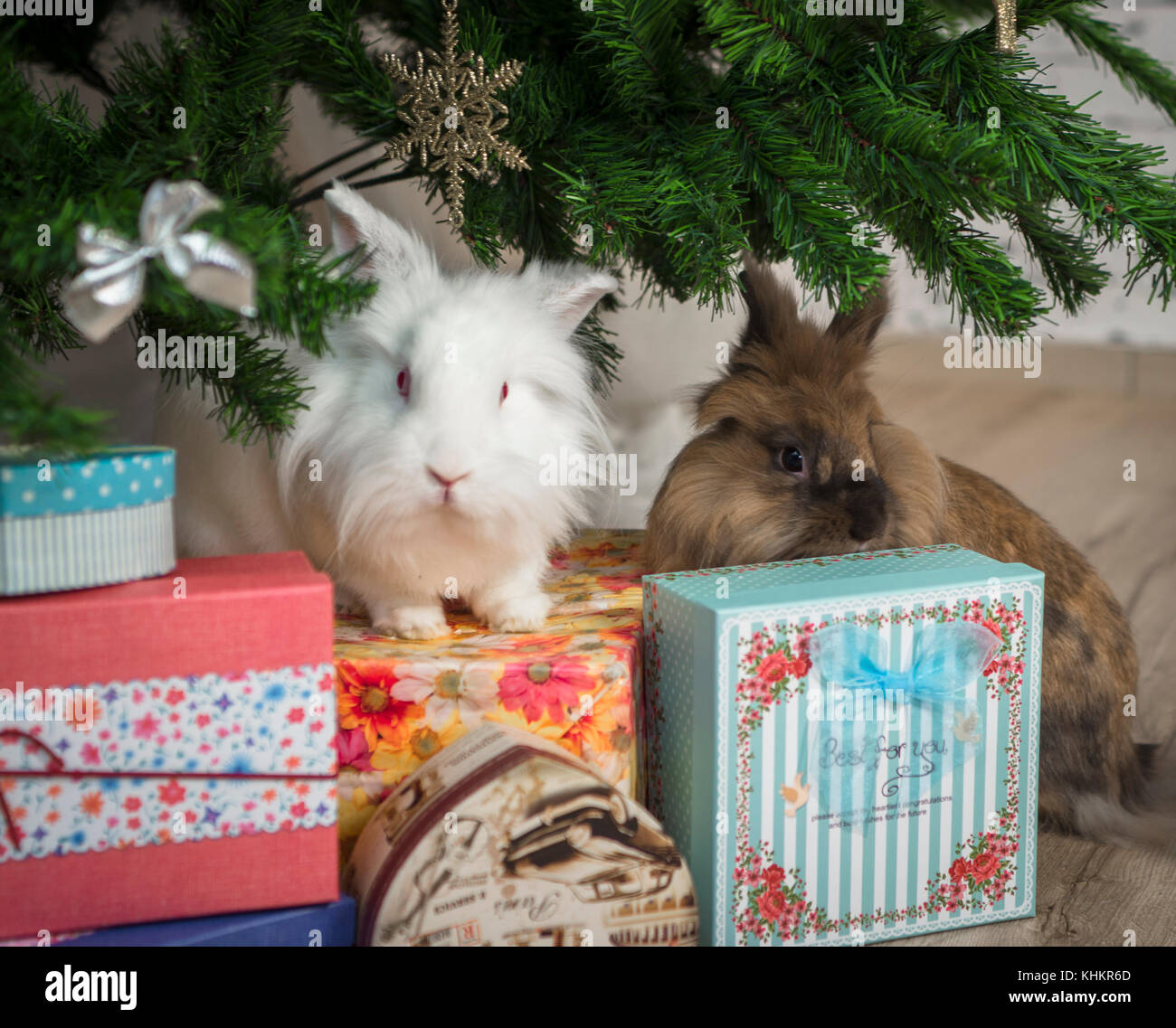 two little rabbit sits under the Christmas tree Stock Photo - Alamy