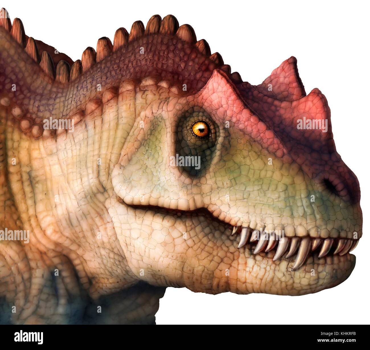 Illustration of the head of a Ceratosaurus sp. dinosaur. This large carnivorous theropod dinosaur lived during the Late Jurassic (153-148 million years ago) in what is now North America. It reached lengths of 6 to 7 metres. Stock Photo