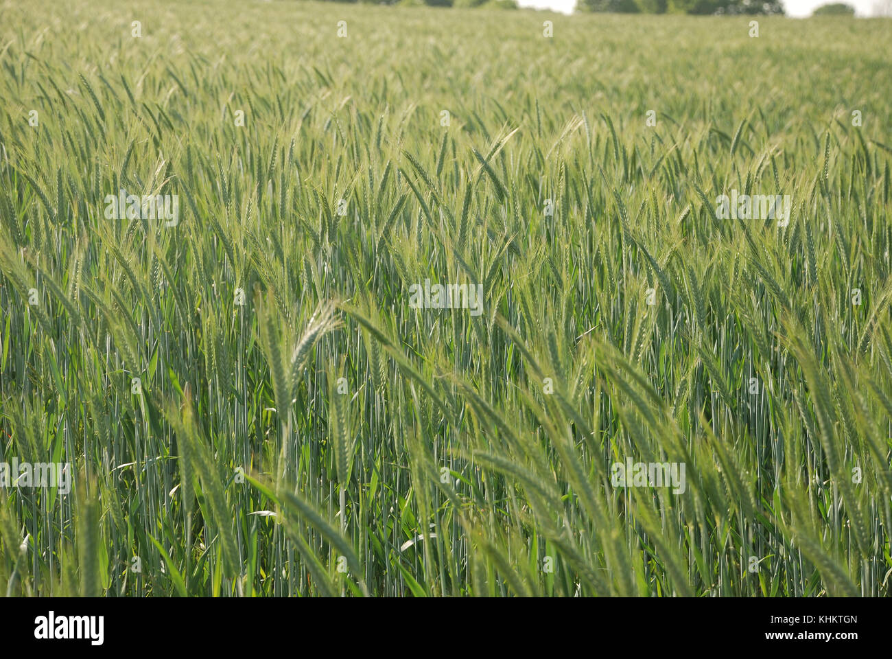 A field of barley Stock Photo - Alamy