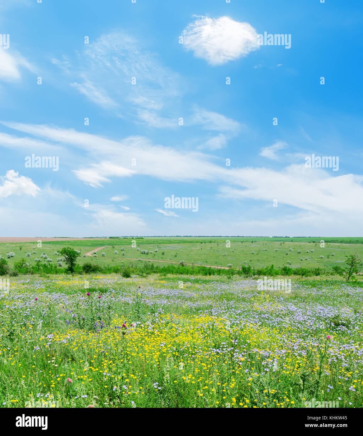 sunny day on green landscape with flowers and blue sky with clouds ...