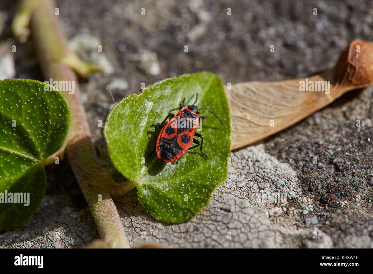 Firebug (Pyrrhocoris apterus), on a green leaf, 'la cimice rossonera' of the family Pyrrhocoridae, Tuscany, Italy. Stock Photo