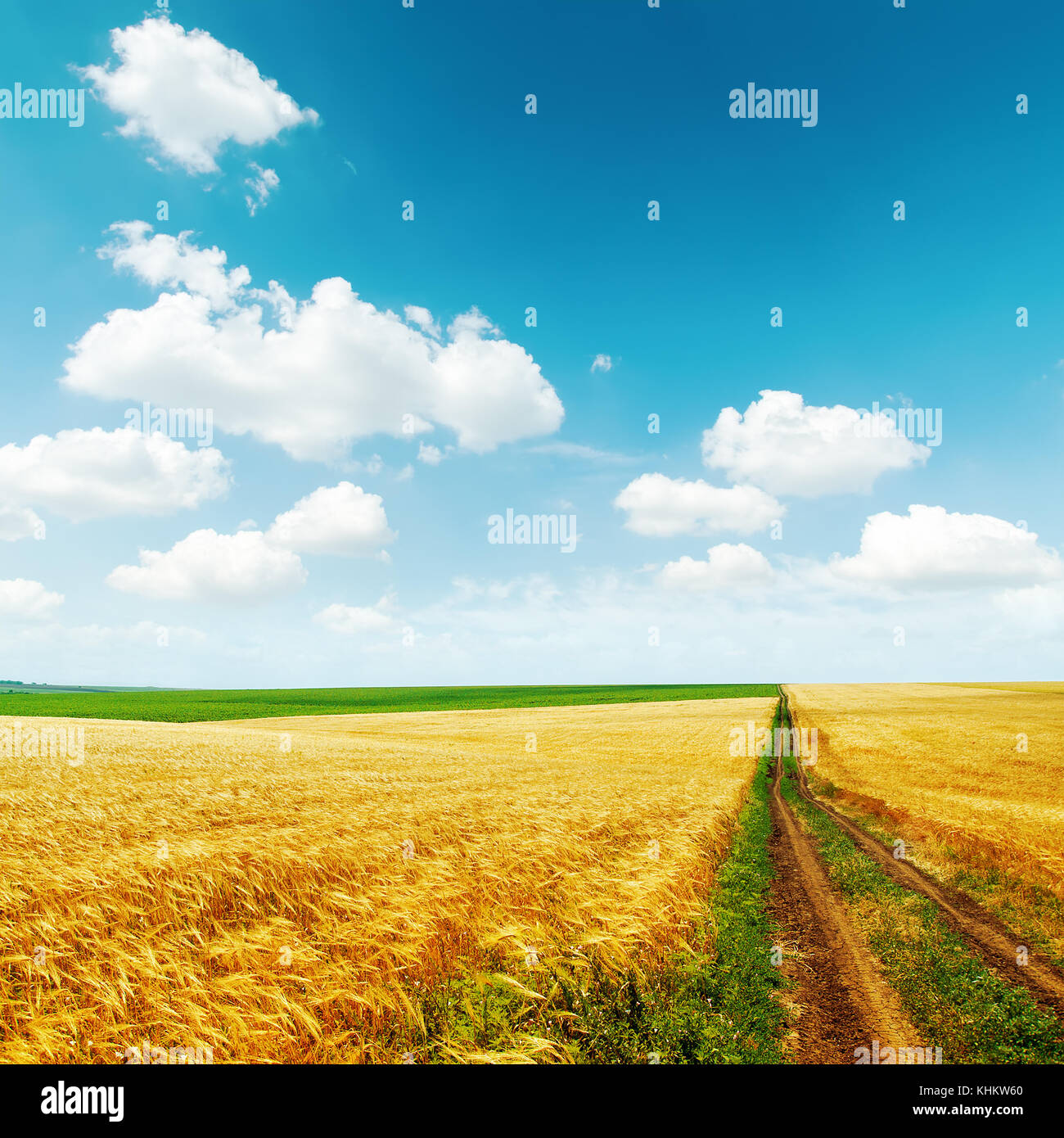 road in golden field with harvest under blue sky with clouds Stock ...