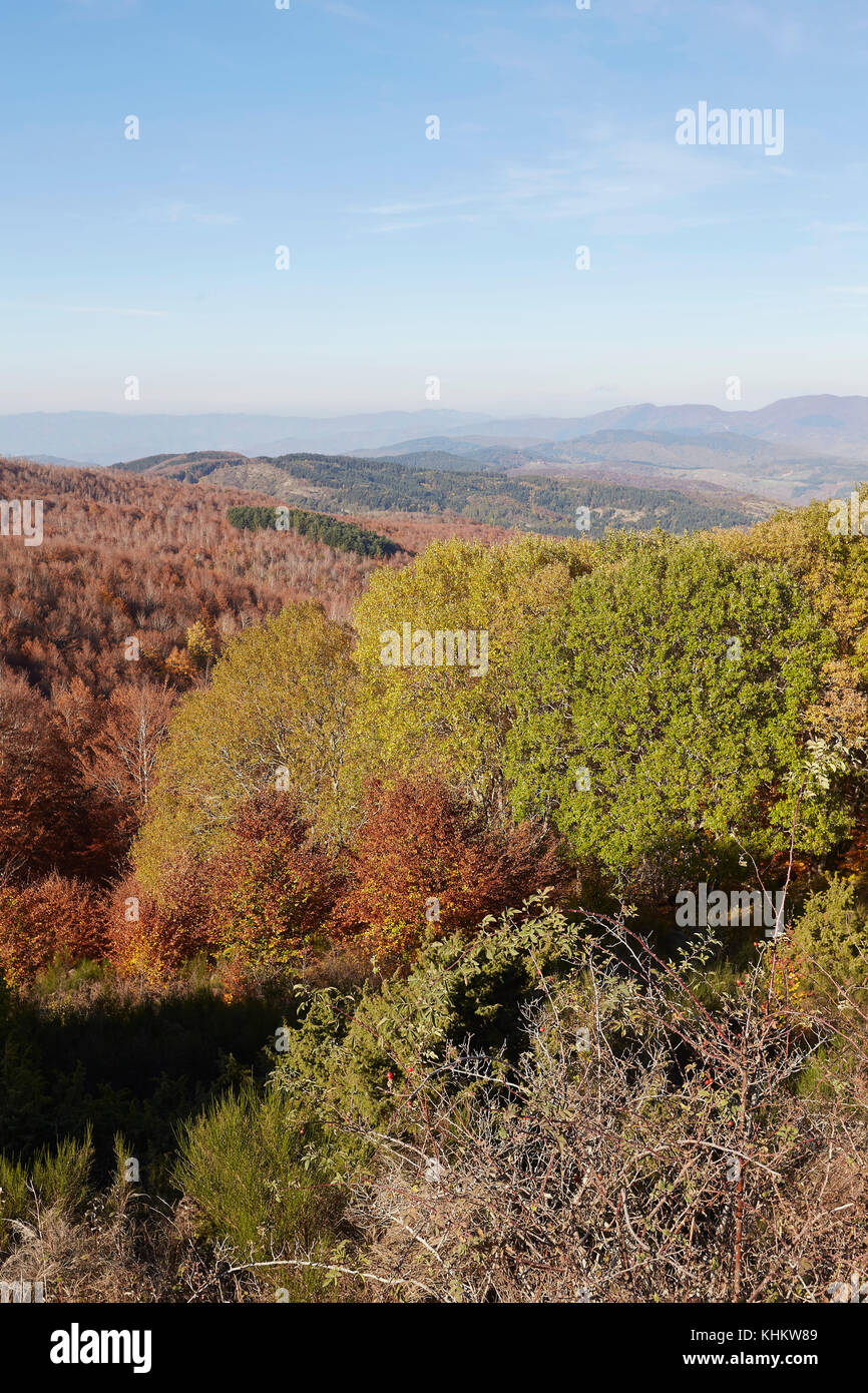 Brightly coloured autumn Beech trees, Fagus sylvatica, in 'Foresta di Sant'antonio', mountains of Pratomagno, Valdarno, Italy. Stock Photo