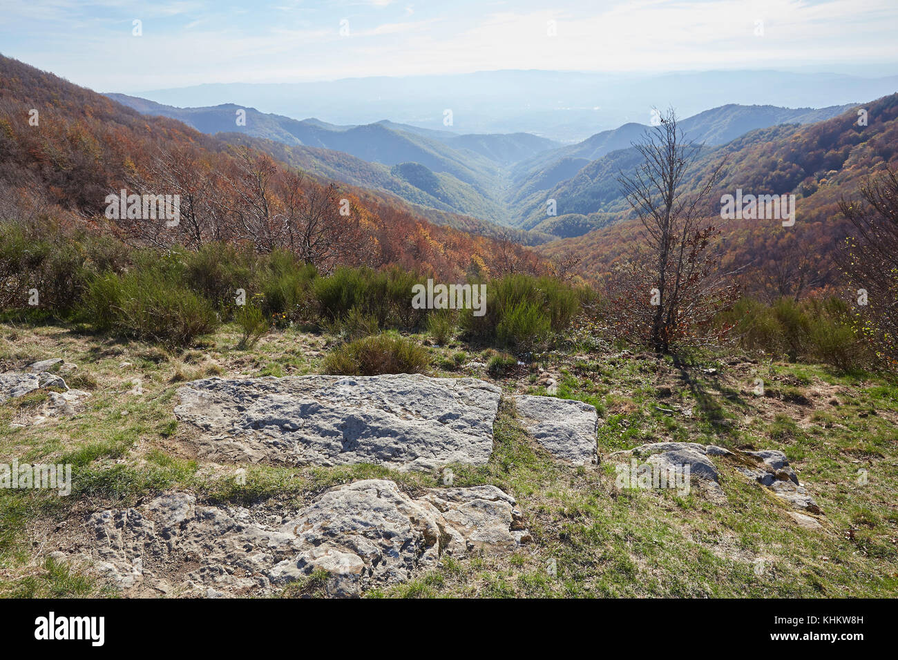 Brightly coloured autumn Beech trees, Fagus sylvatica, in 'Foresta di Sant'antonio', mountains of Pratomagno, Valdarno, Italy. Stock Photo