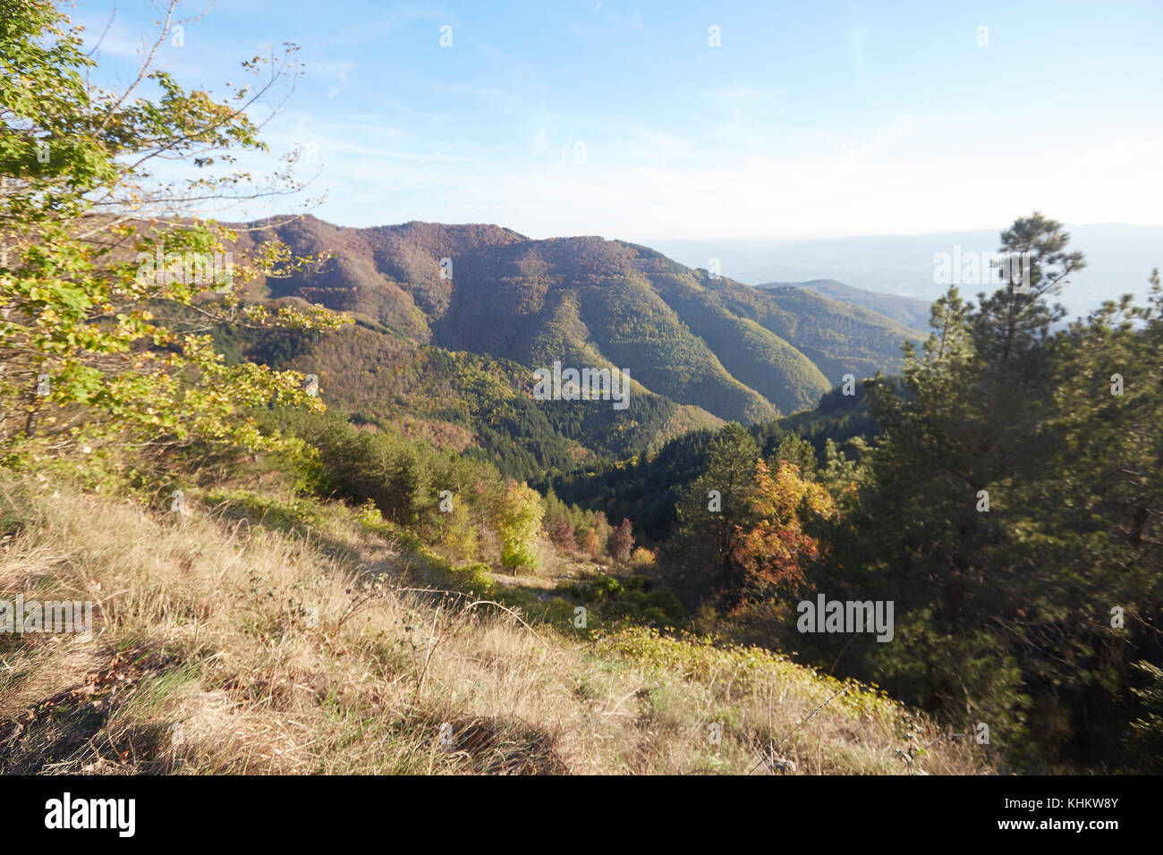 Brightly coloured autumn Beech trees, Fagus sylvatica, in 'Foresta di Sant'antonio', mountains of Pratomagno, Valdarno, Italy. Stock Photo