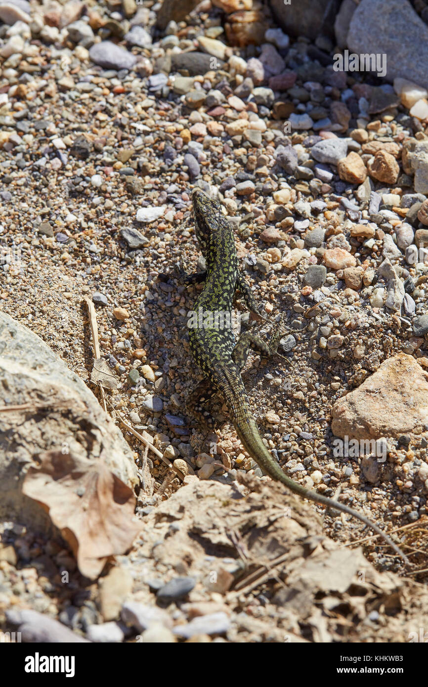 Italian Wall Lizard, Podarcis sicula, on the river Farma, Tuscany, Italy Stock Photo