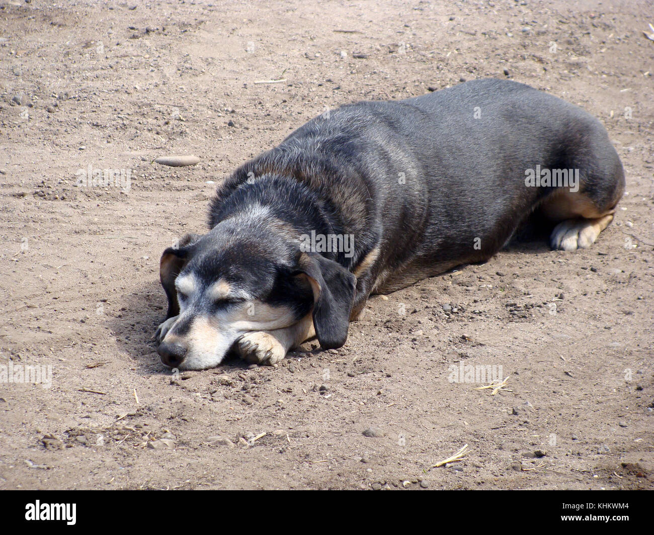 Small black dog sleeping outdoor on the ground Stock Photo - Alamy