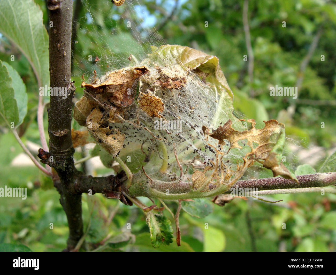 Tree Larvae Cutworm hi-res stock photography and images - Alamy