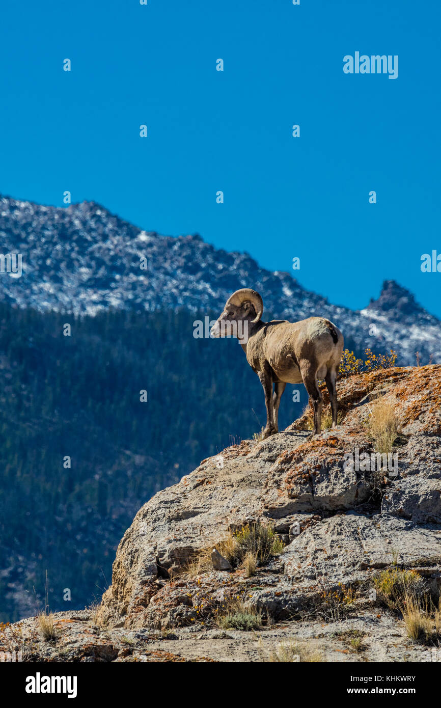 A bighorn sheep ram in the Wind River Moountains of Wyoming Stock Photo