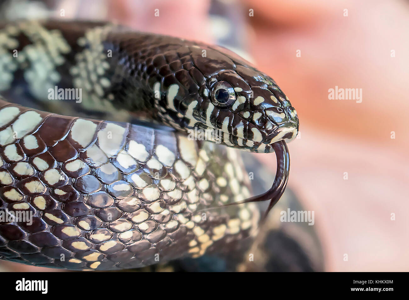 Desert King Snake Close Up Profile Stock Photo