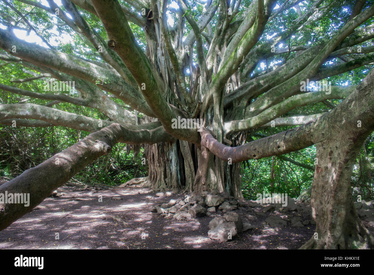 Banyan Tree Reaches Towards Camera Stock Photo