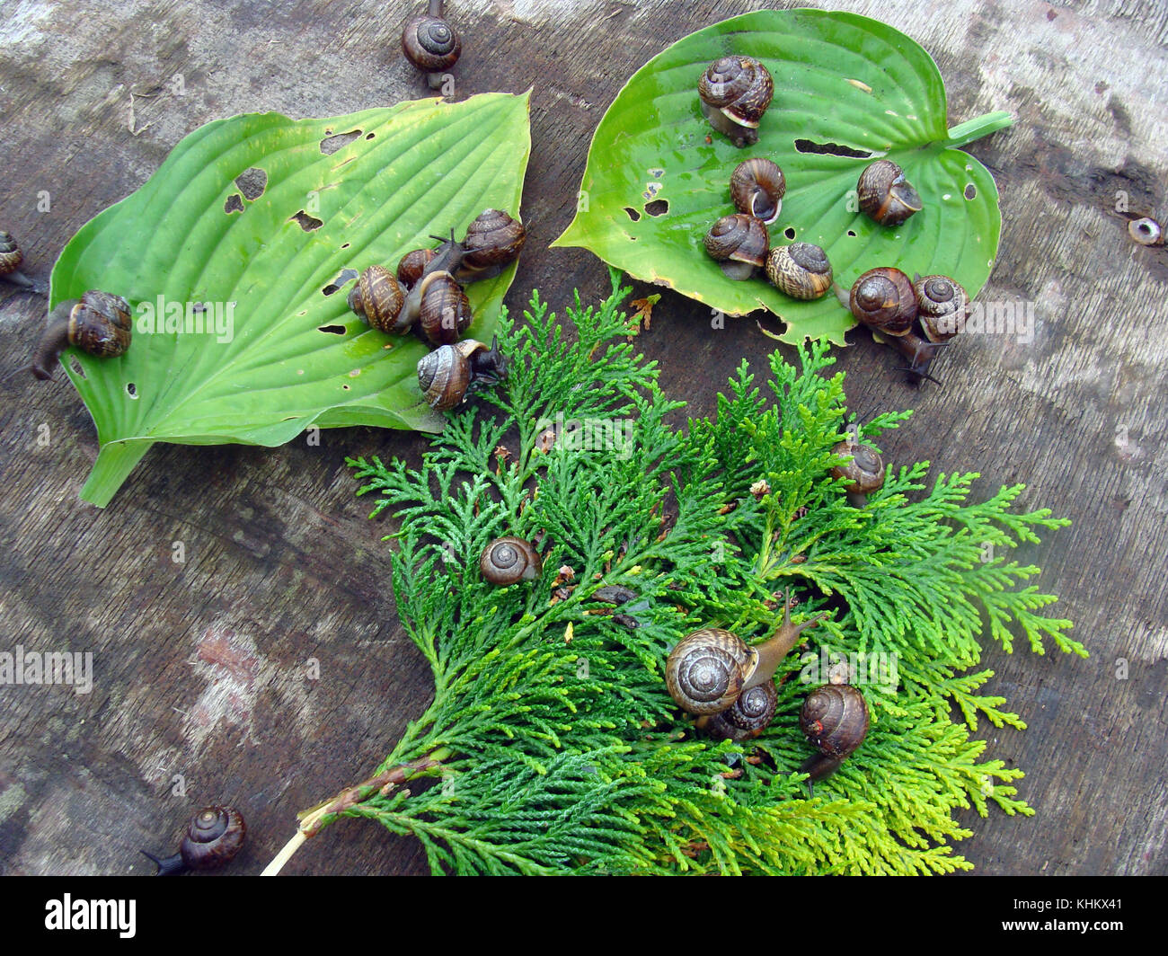 Lot of small garden snails are eating flower and plant leaves Stock