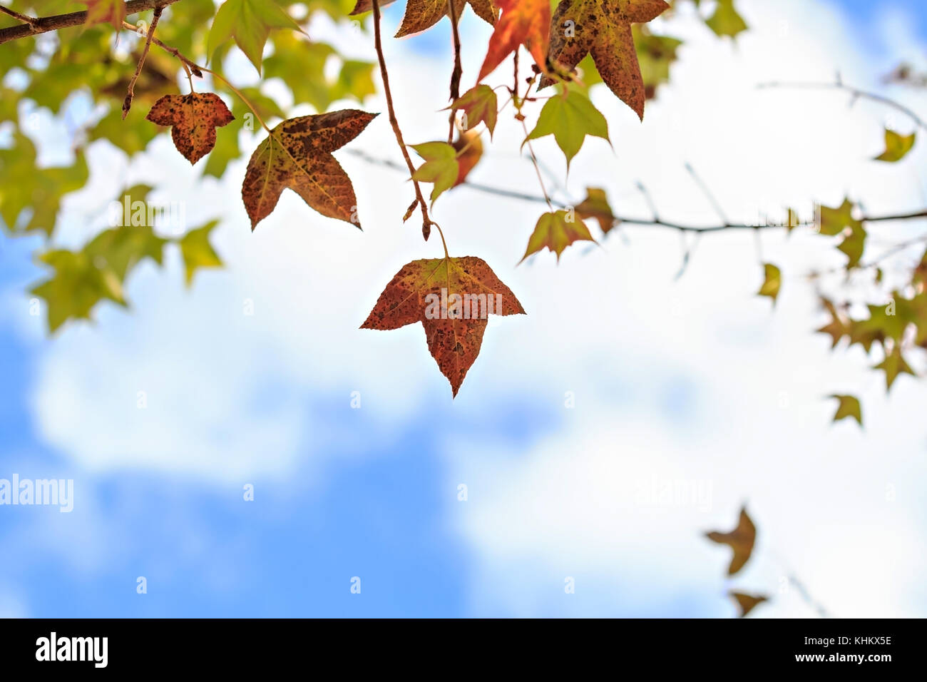 Autumn maple against blue sky hi-res stock photography and images - Alamy
