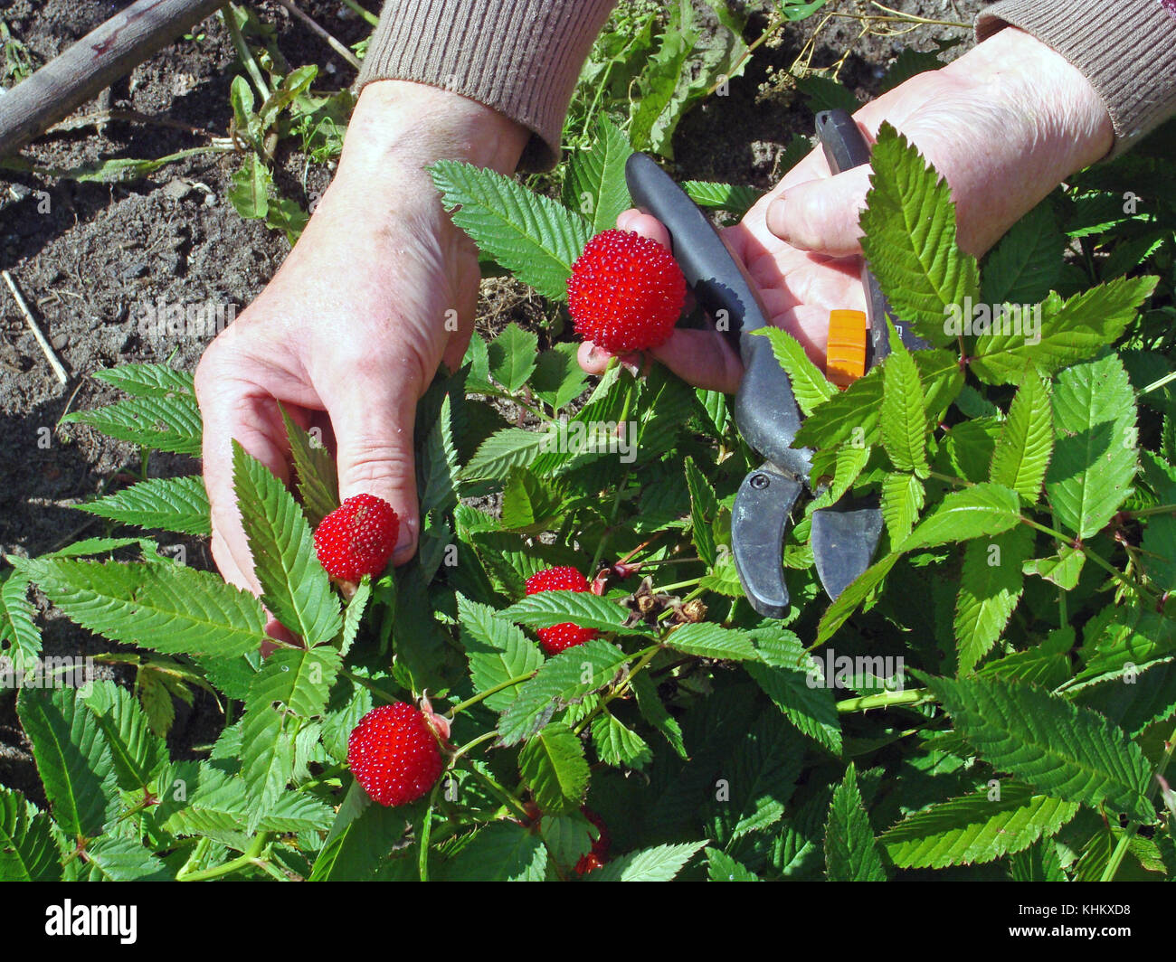 Japanese strawberry raspberry hybrid in garden and gardener hands