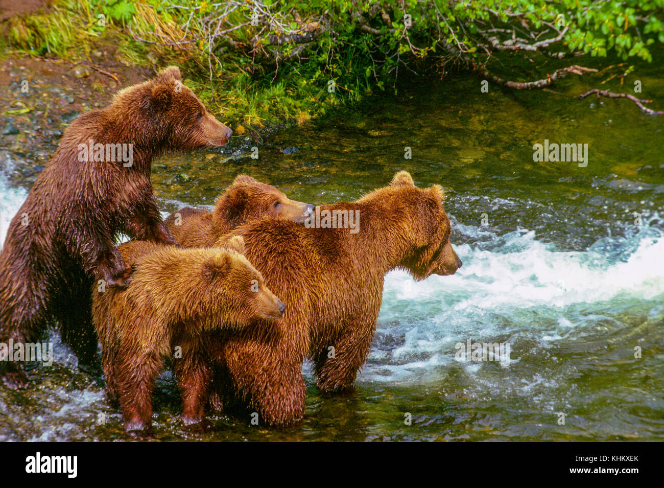 Grizzly bear and 2 year old cubs, McNeil River State Game  Sanctuary, Alaska Stock Photo