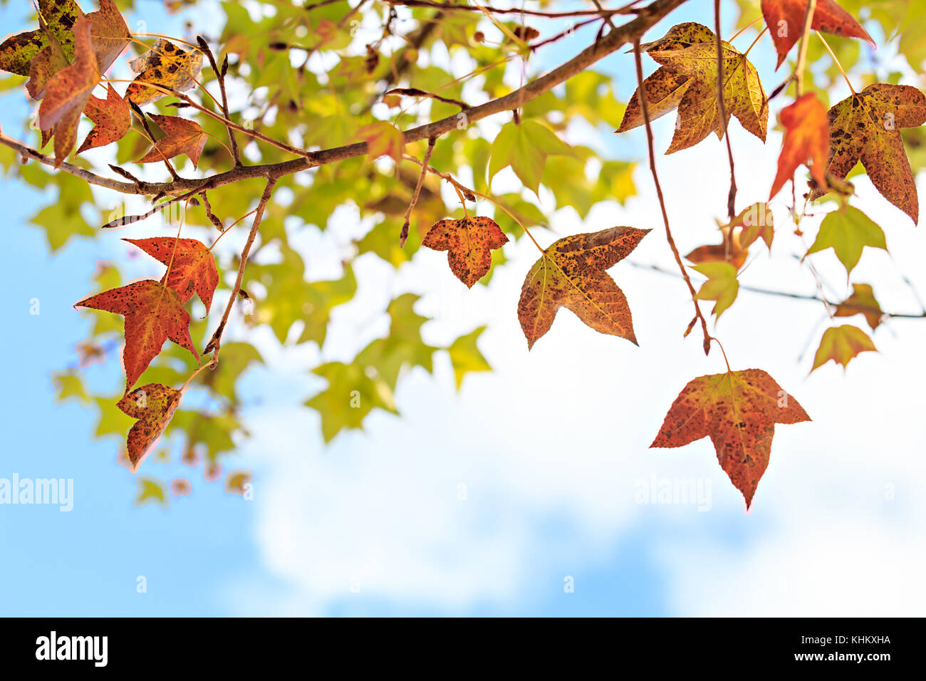 Autumn maple leaves against the blue sky Stock Photo - Alamy