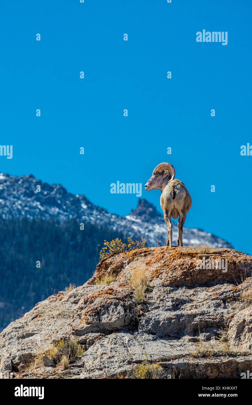 A bighorn sheep ram in the Wind River Moountains of Wyoming Stock Photo