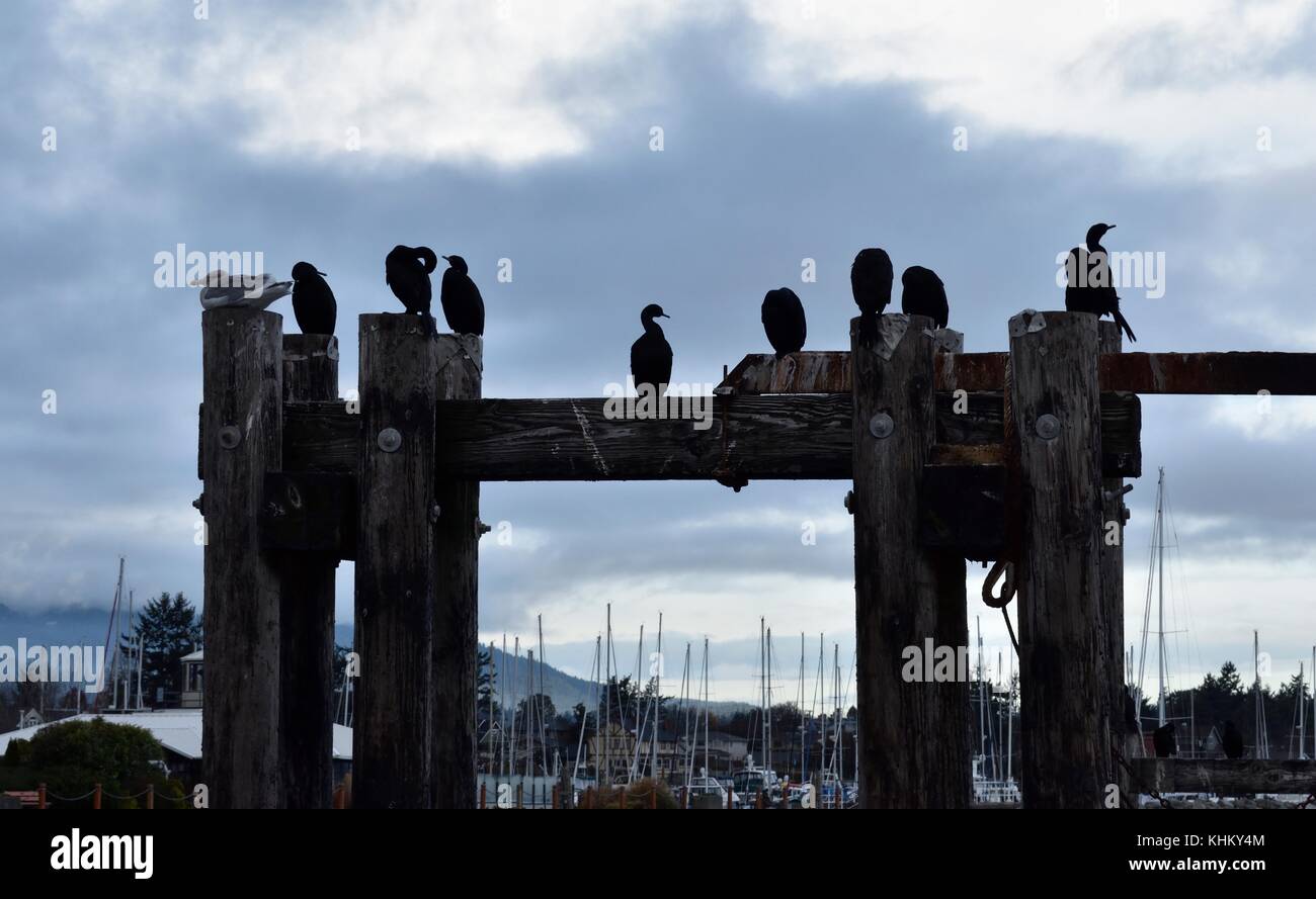 Stand out in the crowd. A seagull roosts among cormorants on a west coast dock. Stock Photo