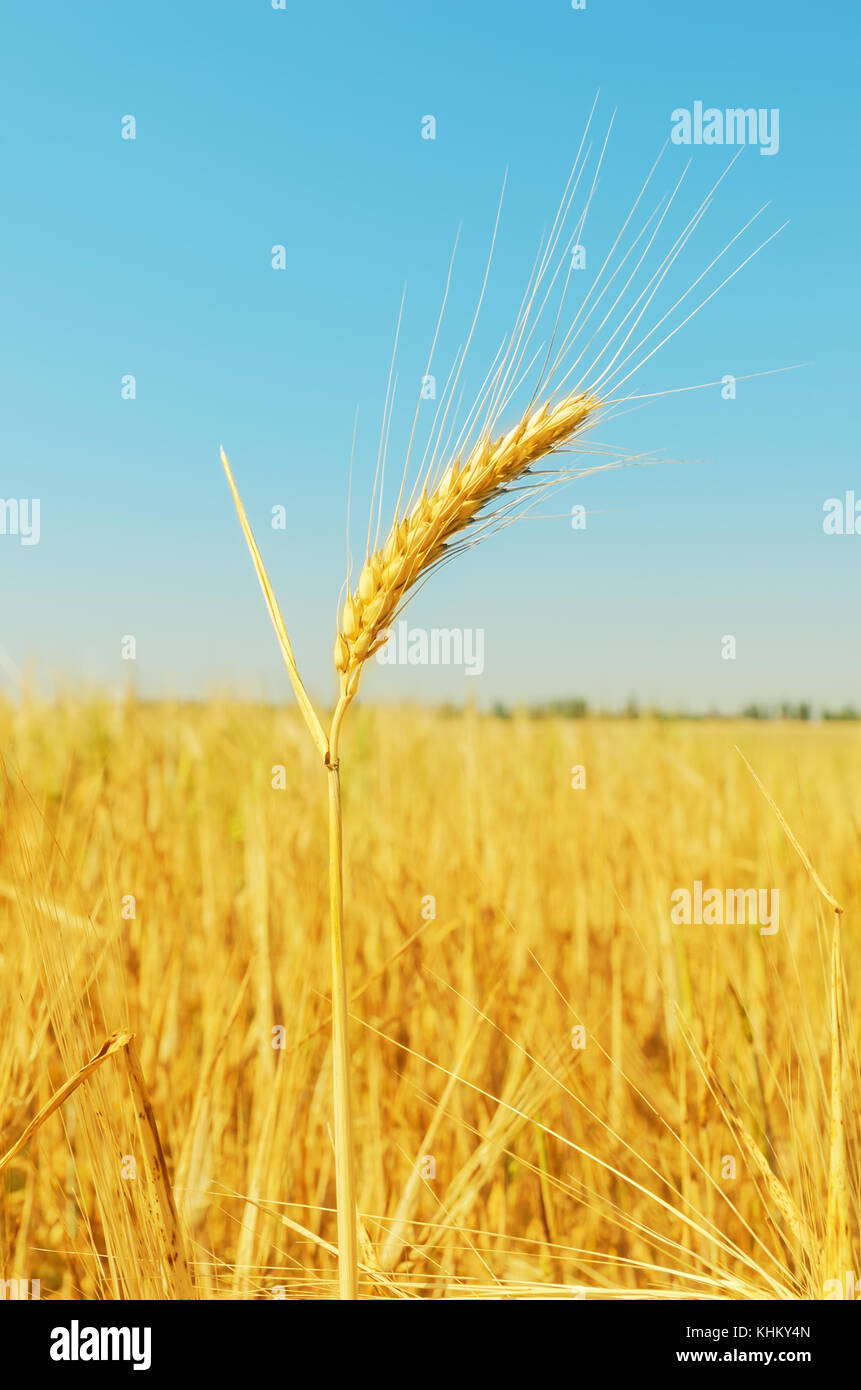 golden wheat ears on field and blue sky as background Stock Photo - Alamy