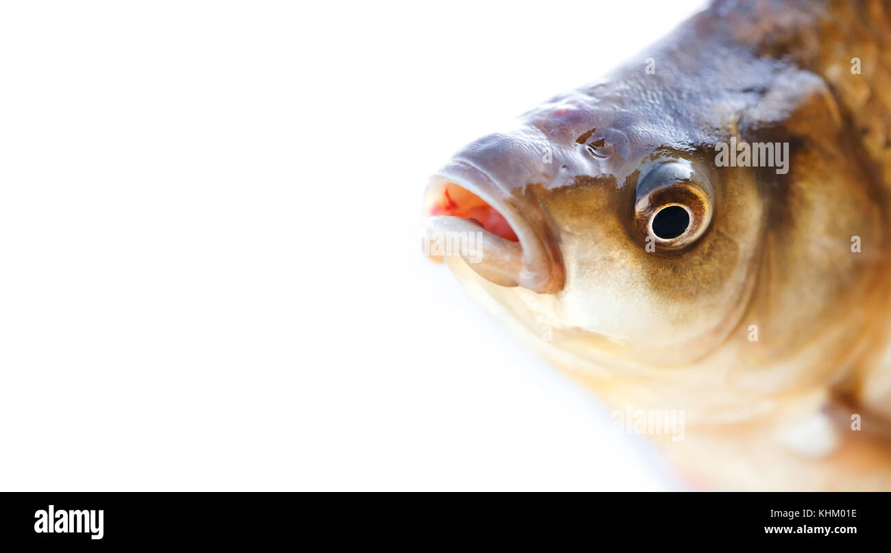 Carassius fish head, scales skin taexture photo. Macro view Crucian