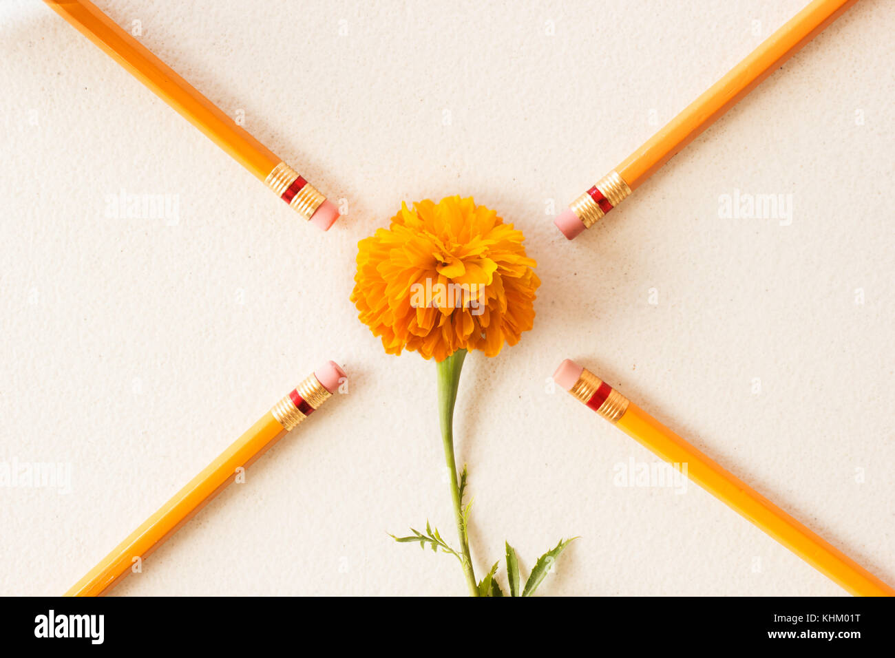 yellow flower surrounded by wood orange pencils on white paper Stock Photo