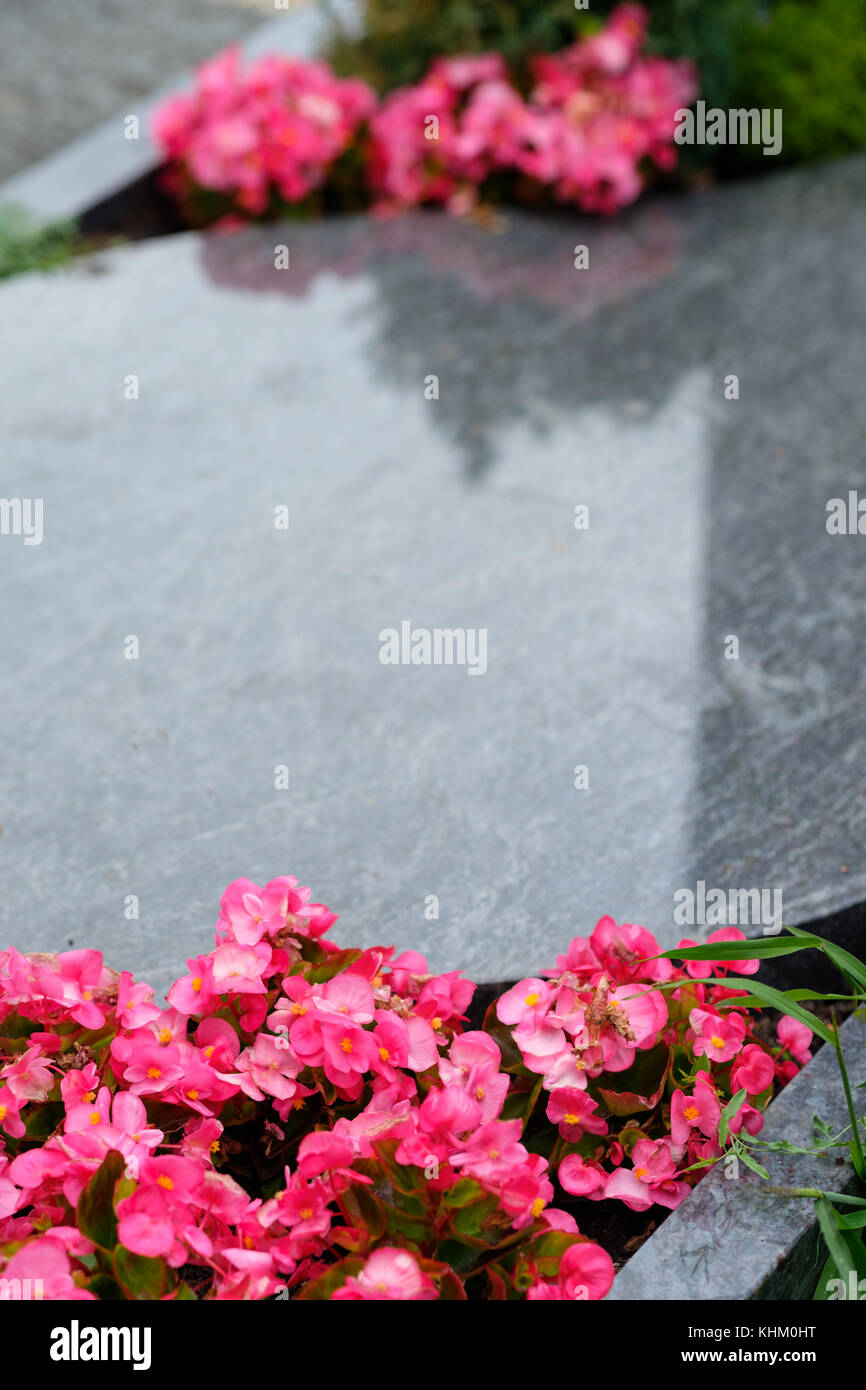 Grave at a cemetery with pink flowers of busy lizzies Stock Photo Alamy