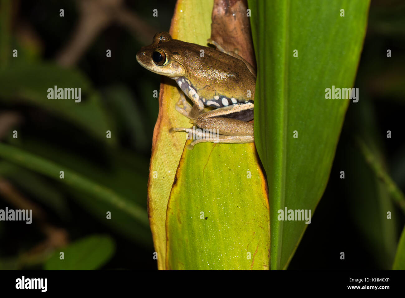 Boophis idae hires stock photography and images Alamy