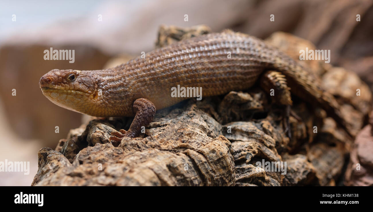 Reptile Lizard skink (Egernia stokesii) Stock Photo