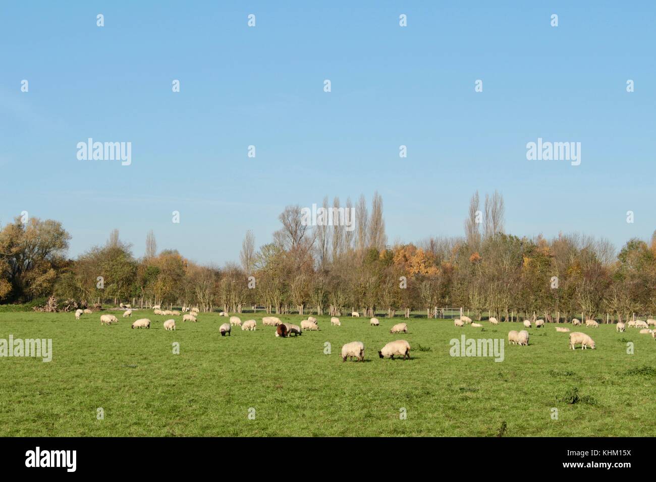 Large flock of sheep grazing in flat field with boundary of wooden fence and trees. Stock Photo