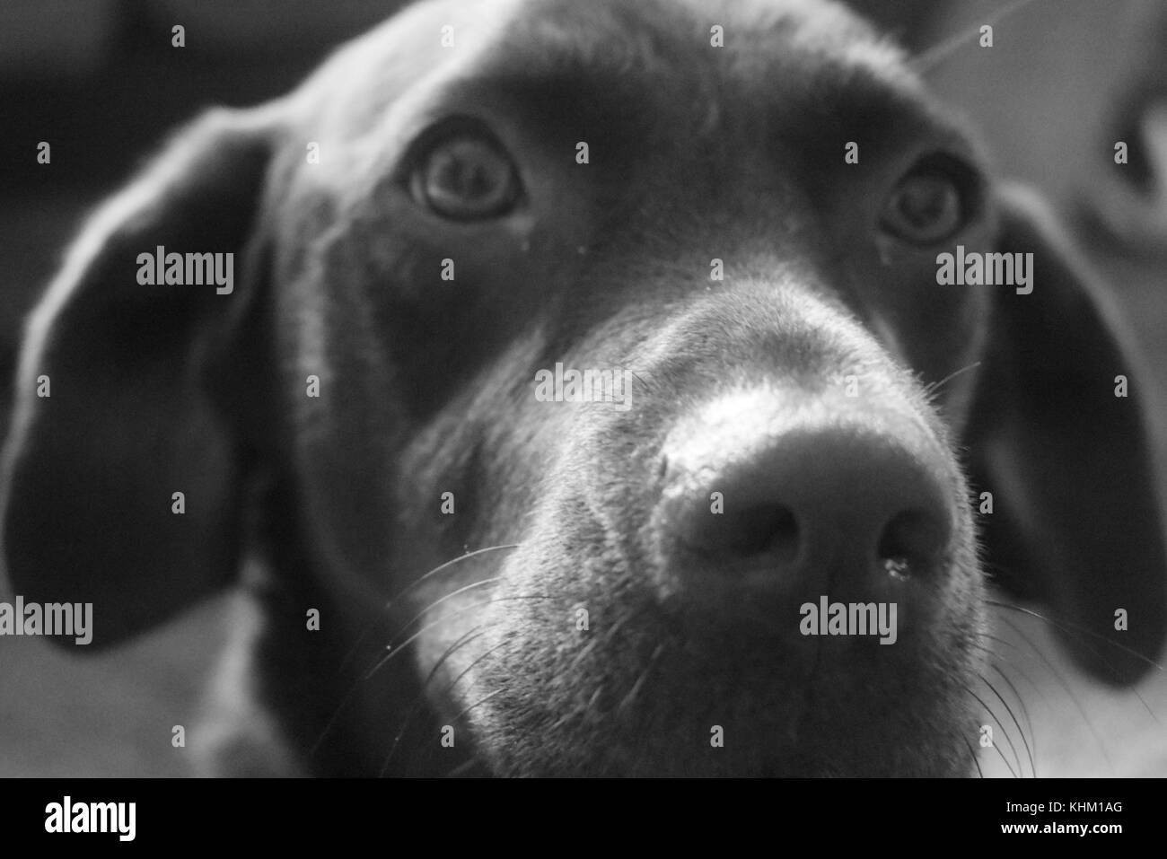 Chocolate Labrador close up Stock Photo