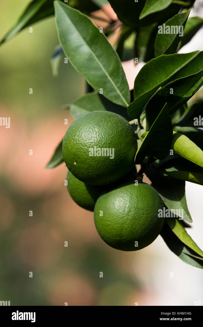 Orange tree with fruits ripen in the garden Stock Photo Alamy