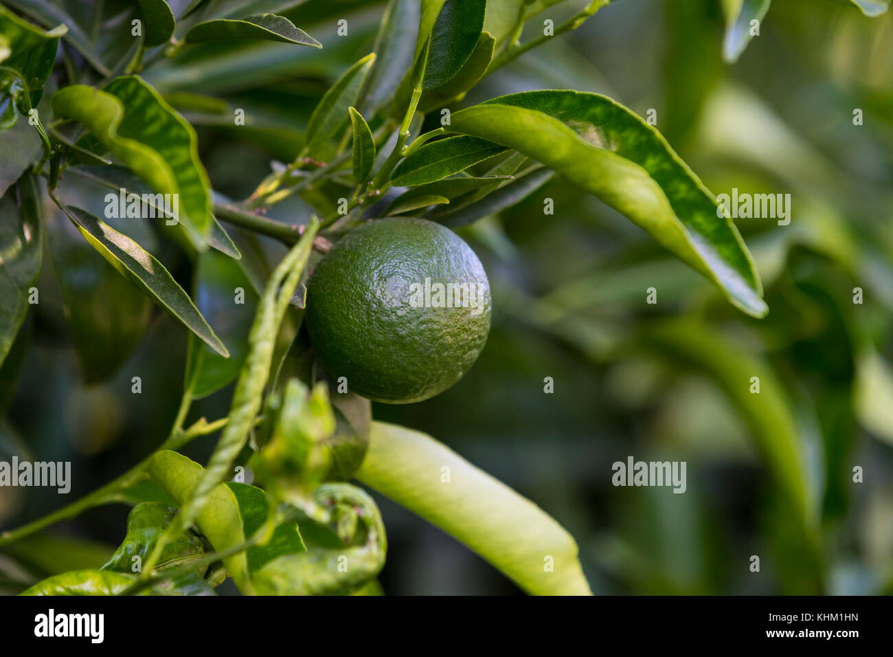 Orange tree with fruits ripen in the garden Stock Photo Alamy