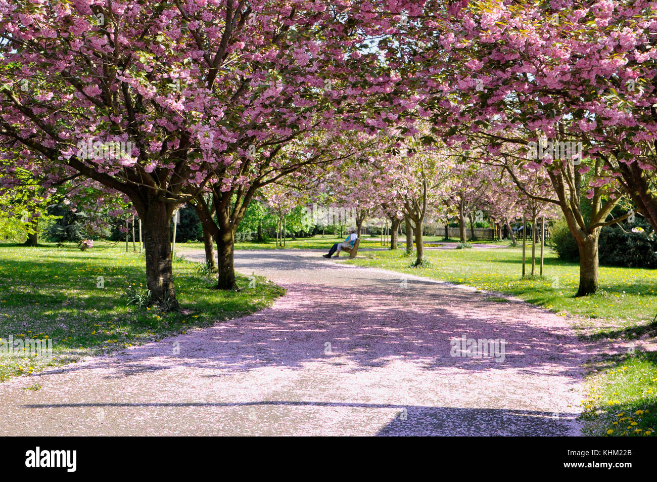 Restfull scene under cherry trees in blossom in the park.Bath. Somerset.England.UK Stock Photo