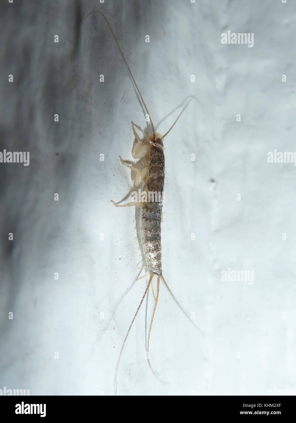 silverfish. Insect Lepisma saccharina, Thermobia domestica in normal habitat Stock Photo
