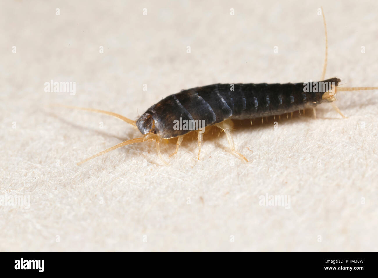silverfish. Insect Lepisma saccharina, Thermobia domestica in normal habitat Stock Photo