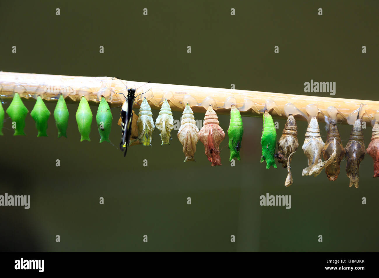 View of transmission of tropical butterfly hatching, row of cocoons in