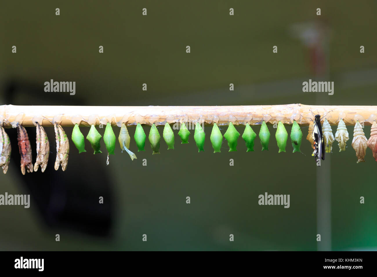 View of transmission of tropical butterfly hatching, row of cocoons in