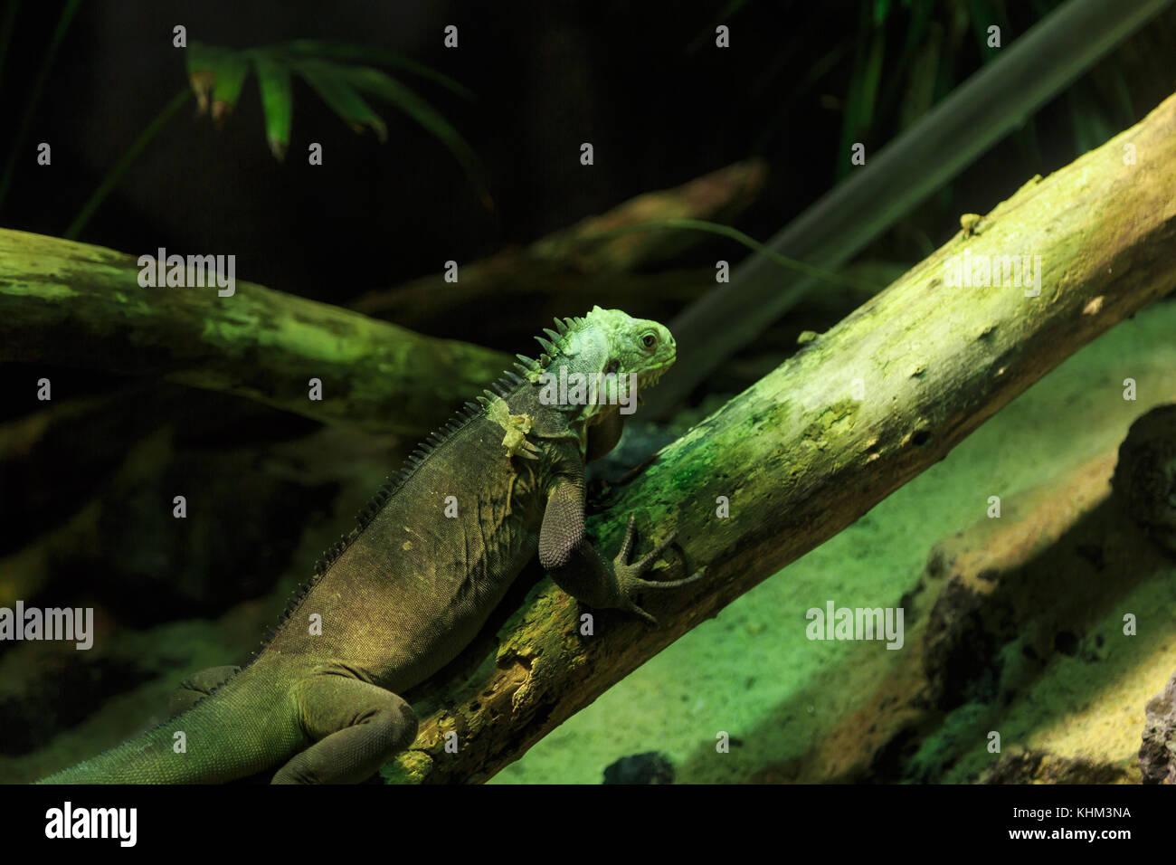 Green iguana lizard reptile resting among trees Stock Photo - Alamy