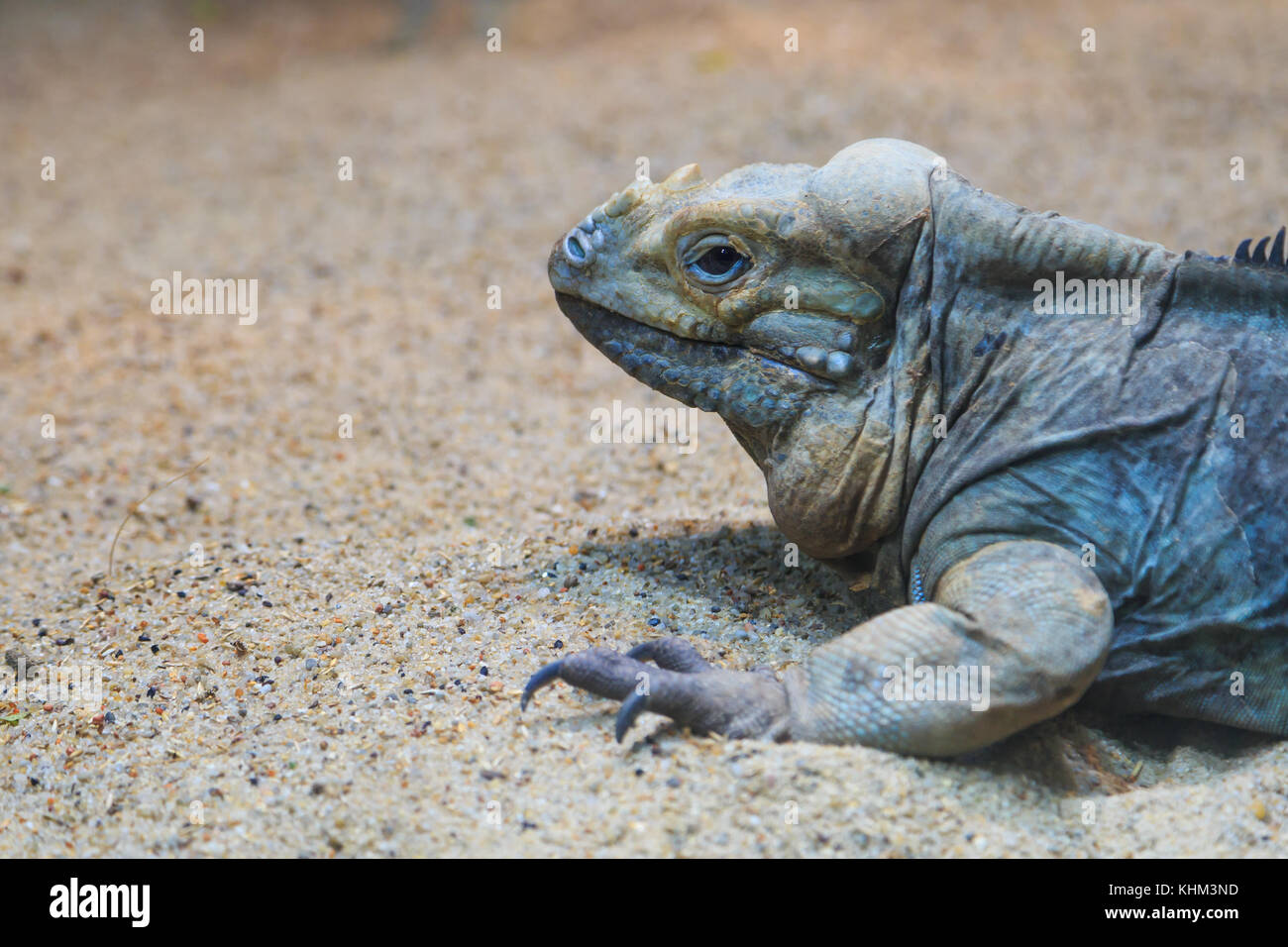 Green iguana lizard reptile resting among trees Stock Photo - Alamy