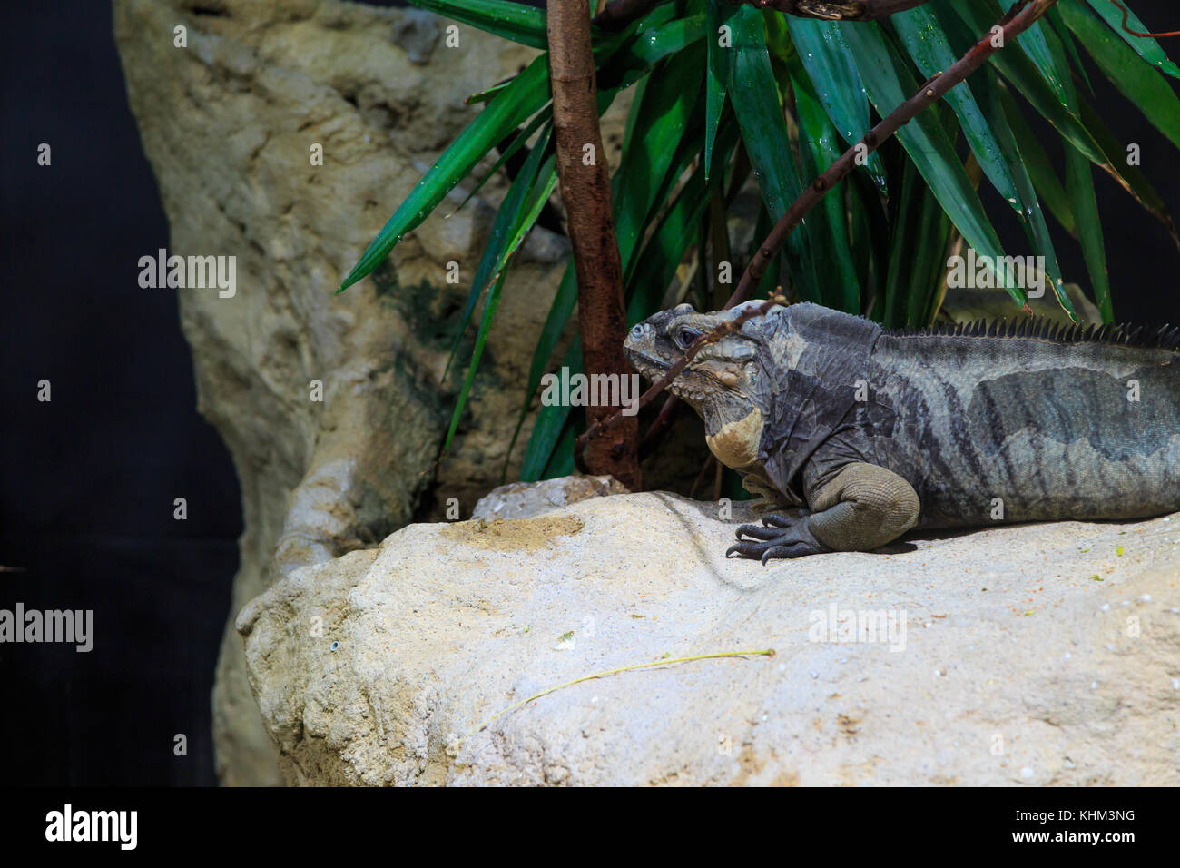 Green iguana lizard reptile resting among trees Stock Photo - Alamy