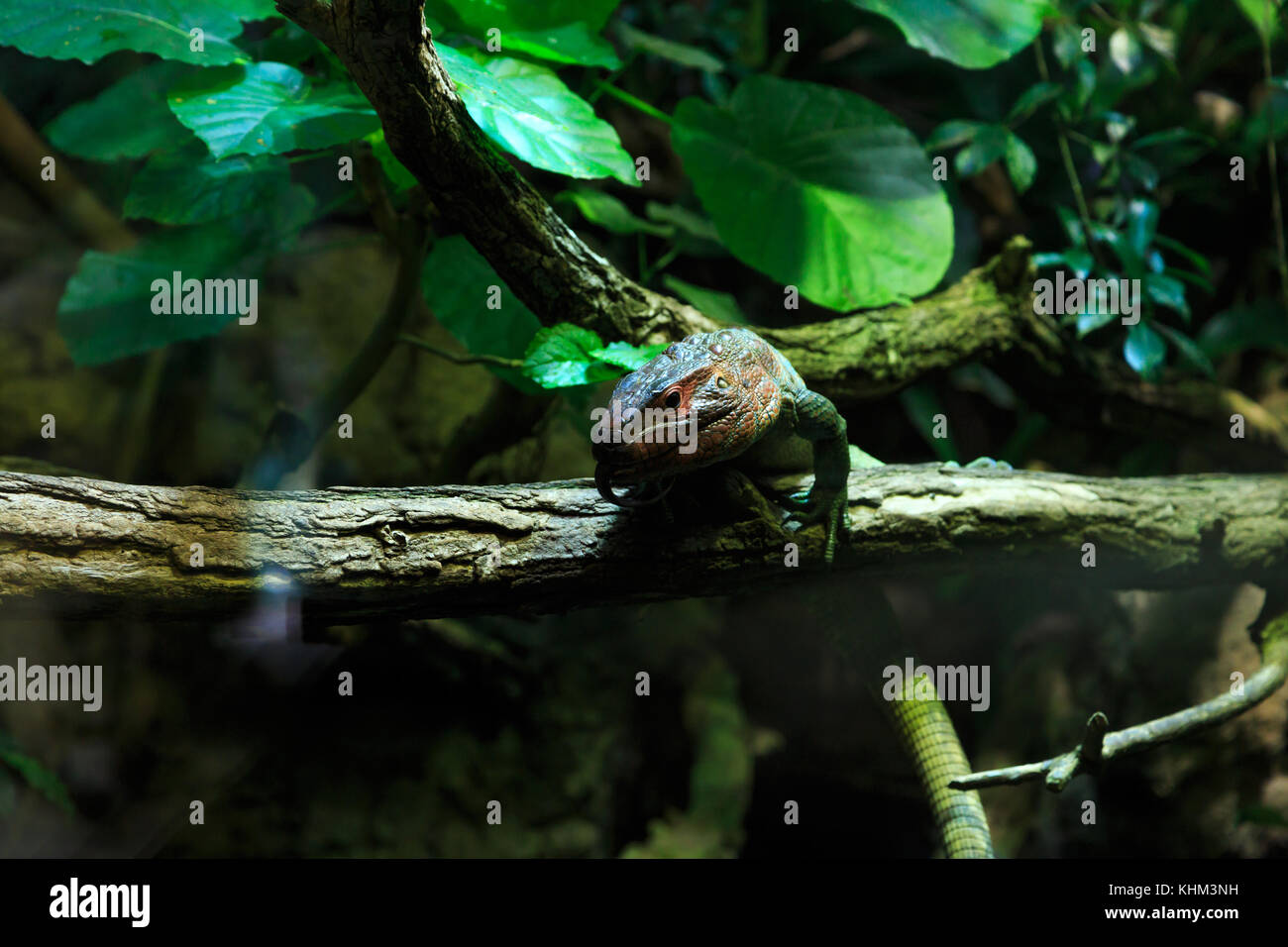 Green iguana lizard reptile resting among trees Stock Photo - Alamy