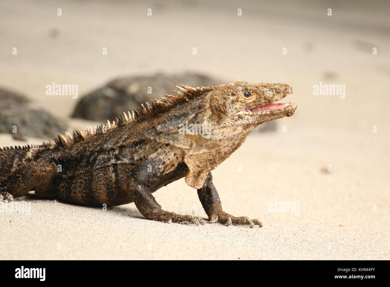 Big iguana on the sand of Manuel Antonio beach, Costa Rica. Stock Photo